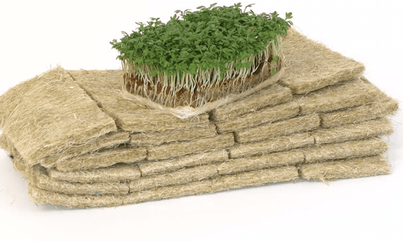 Hampamatta.odling.microgreenies mikrogrönt och hampamattor