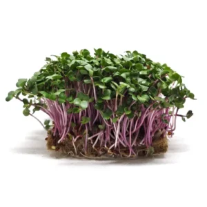 Red Russian Kale (Kål)