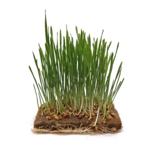 Wheat Grass