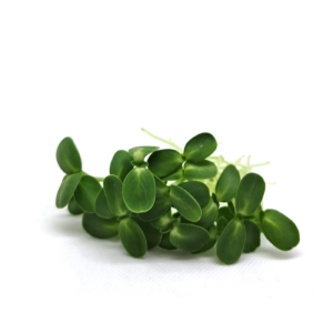 Solrosfrön, små frön